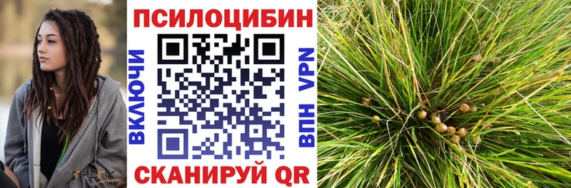 магазин продажи наркотиков  Зеленогорск  Галлюциногенные грибы Psilocybine cubensis 